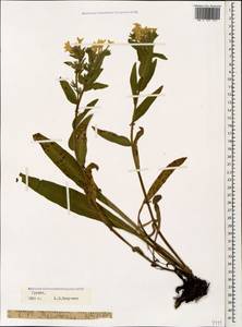 Гуния красивая (Willd. ex Roem. & Schult.) Greuter & Burdet, Кавказ, Грузия (K4) (Грузия)