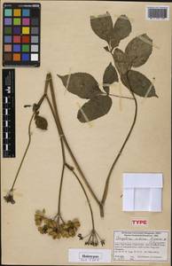 Angelica indica Pimenov & Kljuykov, Зарубежная Азия (ASIA) (Индия)