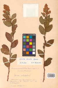 Спирея иволистная, Таволга иволистная L., Сибирь, Дальний Восток (S6) (Россия)