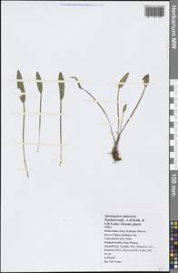 Aponogeton satarensis Sundararagh., A.R.Kulk. & S.R.Yadav, Зарубежная Азия (ASIA) (Индия)