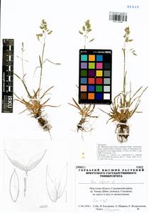 Мятлик альпийский L., Сибирь, Прибайкалье и Забайкалье (S4) (Россия)