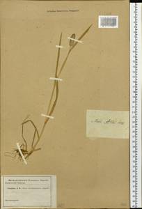 Тимофеевка альпийская L., Сибирь, Западный (Казахстанский) Алтай (S2a) (Казахстан)