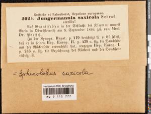Sphenolobus saxicola (Schrad.) Steph., Гербарий мохообразных, Мхи - Западная Европа (BEu) (Австрия)