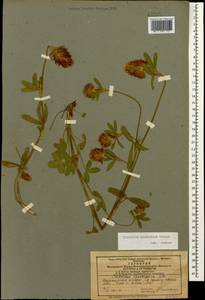 Trifolium ochroleucon subsp. ochroleucon, Кавказ, Азербайджан (K6) (Азербайджан)