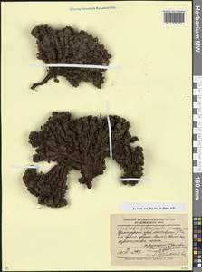 Камнеломка твердоногая Sommier & Levier, Кавказ, Краснодарский край и Адыгея (K1a) (Россия)