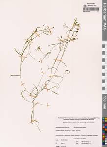Рдест сибирский A.Benn., Сибирь, Чукотка и Камчатка (S7) (Россия)