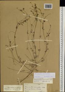 Ranunculus subrigidus W. B. Drew, Сибирь, Прибайкалье и Забайкалье (S4) (Россия)