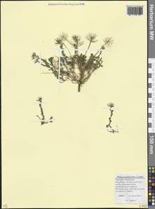 Ноккея маленькая (Steven) Steud., Кавказ, Ставропольский край, Карачаево-Черкесия, Кабардино-Балкария (K1b) (Россия)