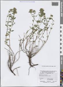 Зизифора пахучковидная Lam., Средняя Азия и Казахстан, Копетдаг, Бадхыз, Малый и Большой Балхан (M1) (Туркмения)