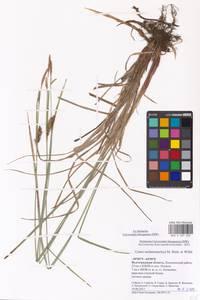 Осока черноколосая M.Bieb. ex Willd., Восточная Европа, Нижневолжский район (E9) (Россия)