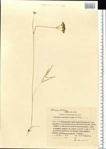 Тилингия аянская Regel & Tiling, Сибирь, Дальний Восток (S6) (Россия)