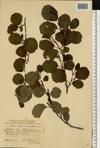 Ольха клейкая, Ольха черная (L.) Gaertn., Восточная Европа, Центральный район (E4) (Россия)