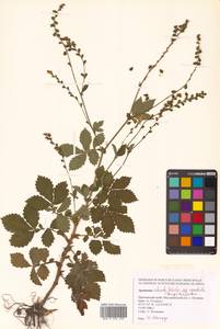 Репешок волосистый Ledeb., Сибирь, Дальний Восток (S6) (Россия)