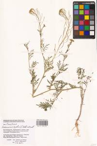 Дескурения Софии (L.) Webb ex Prantl, Восточная Европа, Нижневолжский район (E9) (Россия)