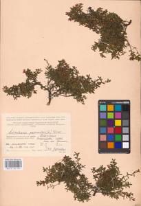 Кальмия лежачая (L.) Gift, Kron & P. F. Stevens, Восточная Европа, Северный район (E1) (Россия)