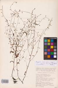 Myosotis laxa subsp. baltica (Sam.) Hyl. ex Nordh., Восточная Европа, Нижневолжский район (E9) (Россия)