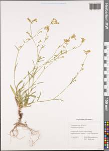 Володушка серповидная L., Восточная Европа, Средневолжский район (E8) (Россия)