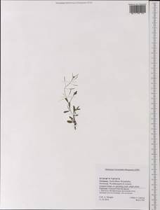 Brassicaceae, Западная Европа (EUR) (Германия)