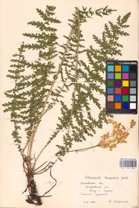 Таволга обыкновенная Moench, Восточная Европа, Московская область и Москва (E4a) (Россия)