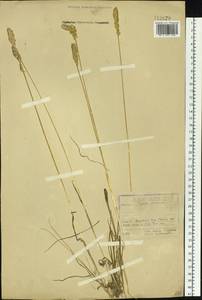 Koeleria spicata (L.) Barberá, Quintanar, Soreng & P.M.Peterson, Сибирь, Прибайкалье и Забайкалье (S4) (Россия)