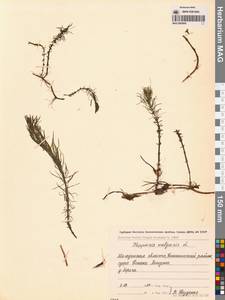 Хвостник обыкновенный, Водяная сосенка L., Сибирь, Чукотка и Камчатка (S7) (Россия)