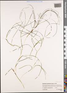 Штукения влагалищная, Рдест влагалищный (Magnin) Holub, Сибирь, Якутия (S5) (Россия)