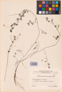 Водяной лютик завитой, Шелковник завитой Sibth., Восточная Европа, Северо-Западный район (E2) (Россия)