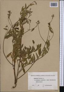 Poacynum venetum (L.) Mavrodiev, Laktionov & Yu. E. Alexeev, Западная Европа (EUR) (Болгария)