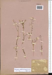 Eutrema halophilum (C.A. Mey.) Al-Shehbaz & S.I. Warwick, Средняя Азия и Казахстан, Джунгарский Алатау и Тарбагатай (M5) (Казахстан)