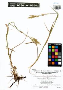Bromopsis inermis × sibirica, Сибирь, Прибайкалье и Забайкалье (S4) (Россия)