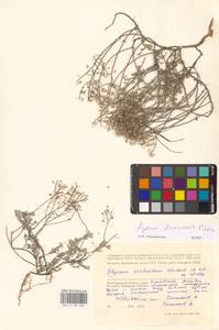 Odontarrhena tortuosa subsp. tortuosa, Восточная Европа, Нижневолжский район (E9) (Россия)