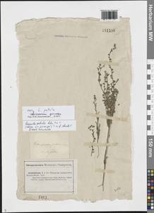 Липучка, Средняя Азия и Казахстан, Прикаспийский Устюрт и Северное Приаралье (M8) (Казахстан)