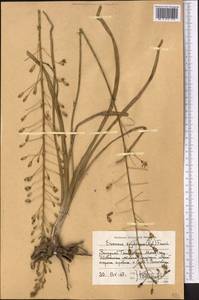 Eremurus soogdianus (Regel) Benth. & Hook.f., Средняя Азия и Казахстан, Западный Тянь-Шань и Каратау (M3) (Таджикистан)