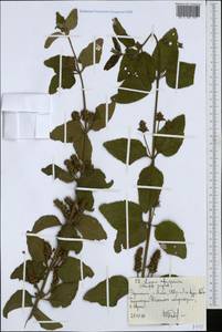 Lippia abyssinica (Otto & A.Dietr.) Cufod., Африка (AFR) (Эфиопия)