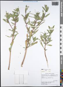 Oenothera villosa subsp. villosa, Восточная Европа, Волжско-Камский район (E7) (Россия)