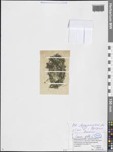 Ряска горбатая L., Восточная Европа, Волжско-Камский район (E7) (Россия)