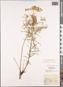 Молочай лозный, Молочай прутьевидный Waldst. & Kit., Восточная Европа, Центральный район (E4) (Россия)