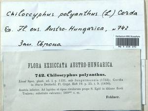 Chiloscyphus polyanthos (L.) Corda, Гербарий мохообразных, Мхи - Западная Европа (BEu) (Австрия)