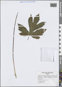 Борщевик рассеченный Ledeb., Сибирь, Дальний Восток (S6) (Россия)