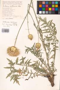 Rhaponticoides taliewii (Kleopow) M. V. Agab. & Greuter, Восточная Европа, Нижневолжский район (E9) (Россия)