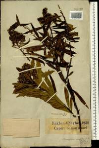 Brachylaena neriifolia (L.) R.Br., Африка (AFR) (ЮАР)