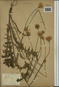 Crepis rubra L., Западная Европа (EUR) (Неизвестно)
