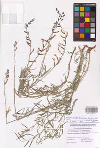 Astragalus astrachanicus Sytin & Laktionov, Восточная Европа, Нижневолжский район (E9) (Россия)