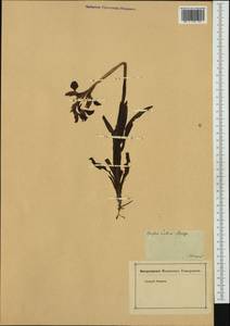 Anacamptis papilionacea (L.) R.M.Bateman, Pridgeon & M.W.Chase, Западная Европа (EUR) (Италия)