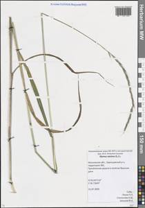 Пырейник собачий (L.) L., Восточная Европа, Московская область и Москва (E4a) (Россия)