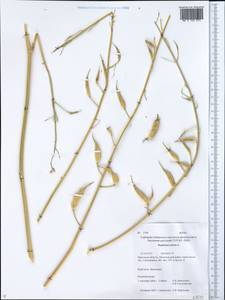 Редька посевная L., Сибирь, Прибайкалье и Забайкалье (S4) (Россия)