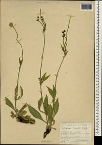 Cephalaria hirsuta Stapf, Зарубежная Азия (ASIA) (Турция)