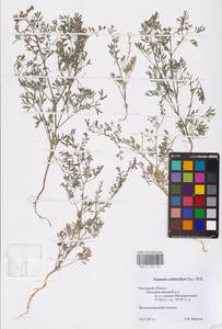 Дымянка Шлейхера Soy.-Will., Восточная Европа, Центральный район (E4) (Россия)