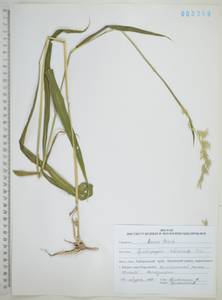 Серобородник сибирский Trin., Сибирь, Дальний Восток (S6) (Россия)