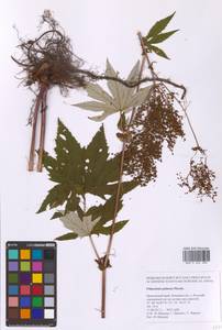 Filipendula digitata (Willd.) Bergmans, Сибирь, Дальний Восток (S6) (Россия)
